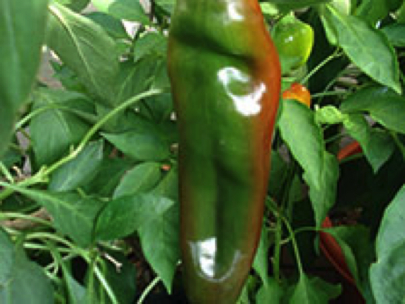 anaheim pepper